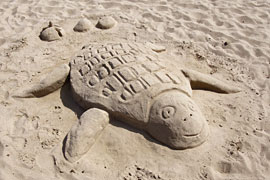 Sandschildkröte