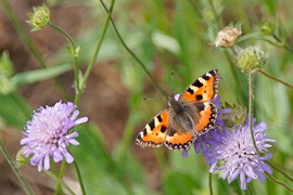 Schmetterling „Kleiner Fuchs“ © TraveMedia