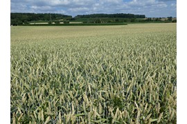 Vortrag Landwirtschaft © Schleswig-Holsteinisches Eiszeitmuseum